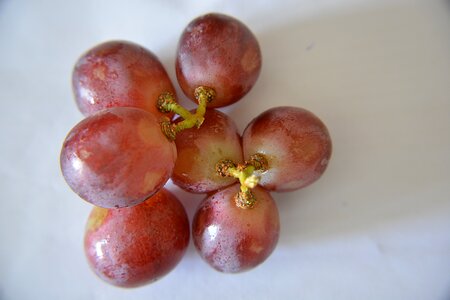 Vine nature wine