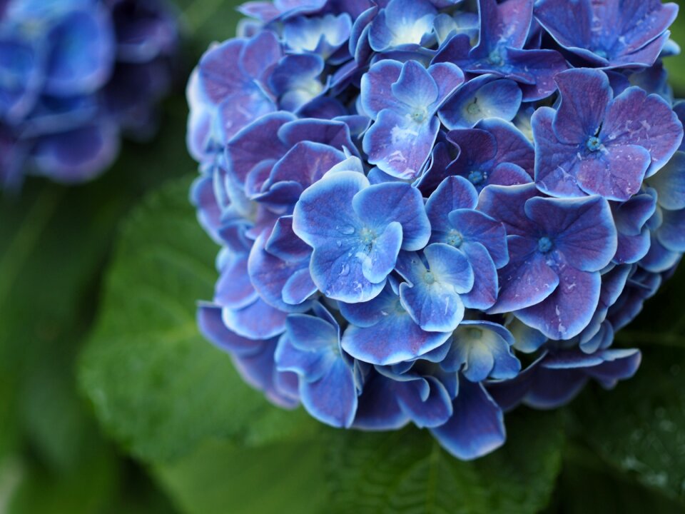 Rainy season flowers plant