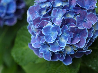 Rainy season flowers plant photo