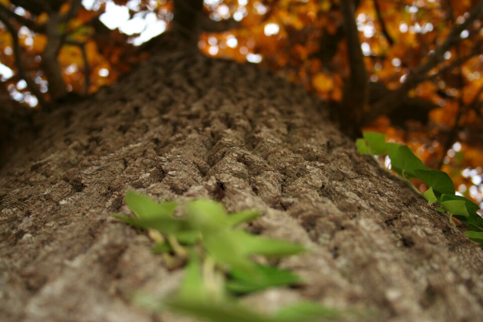 Fall october nature