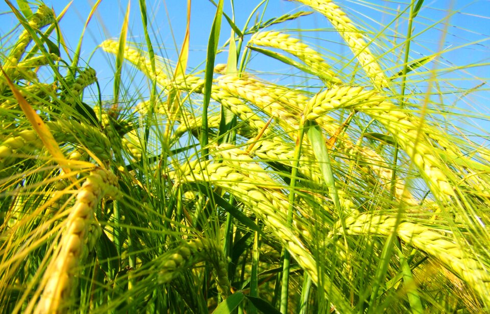 Yellowing of the barley grain cultivars