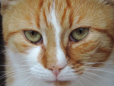 Cat face domestic cat animal