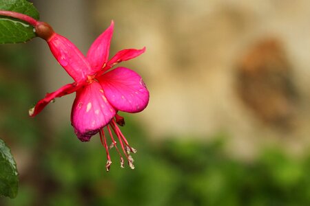 Pink flower bell fuchsia hybrida