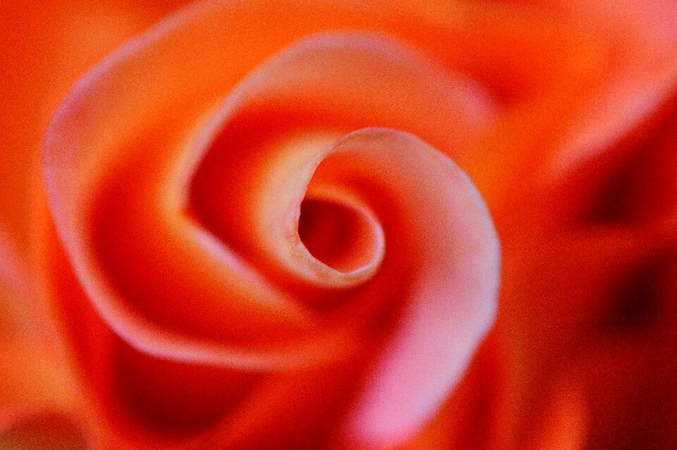 Rose bloom blossom bloom