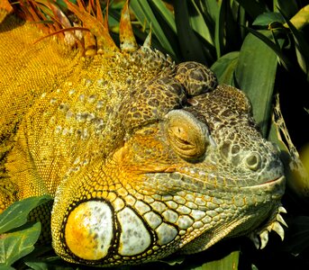 Lizard scaly dragon