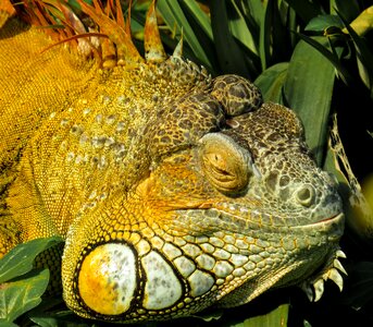 Lizard scaly dragon photo