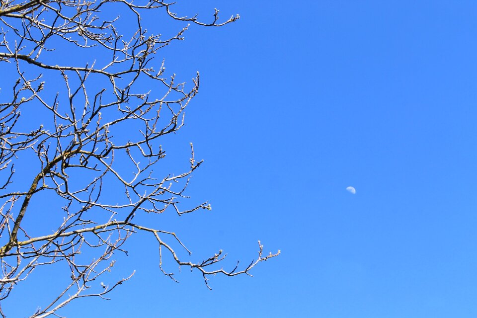 Branches trees nature