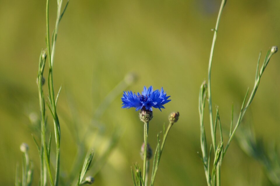Blue grass nature
