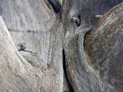 Texture wood trunk