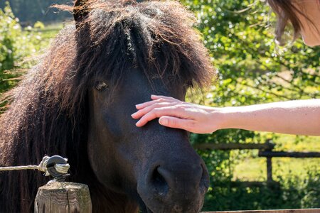 Mane love for animals touch photo