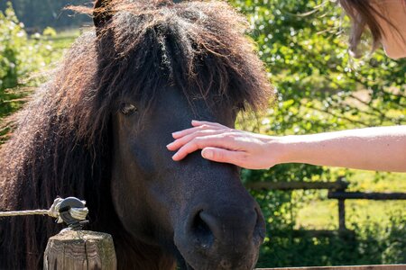 Mane love for animals touch