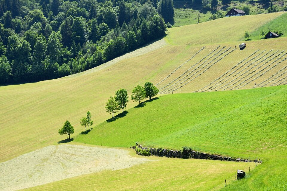 Hay green nature photo