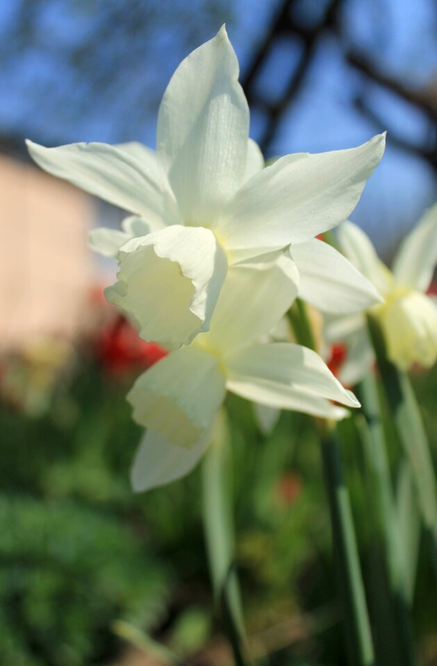Spring bloom blooming