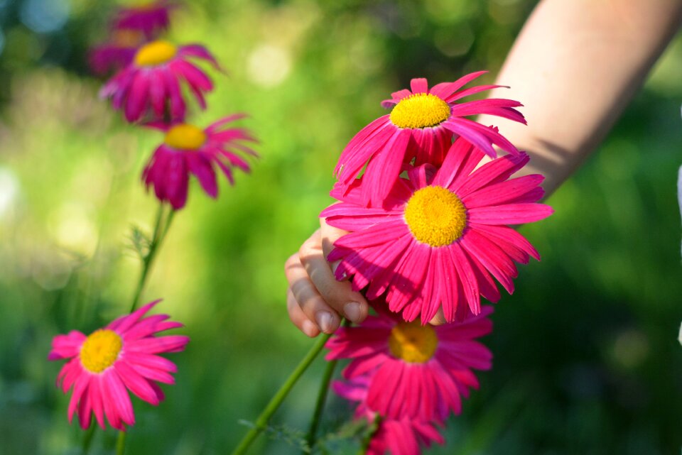 Hand garden flowers ornamental plants