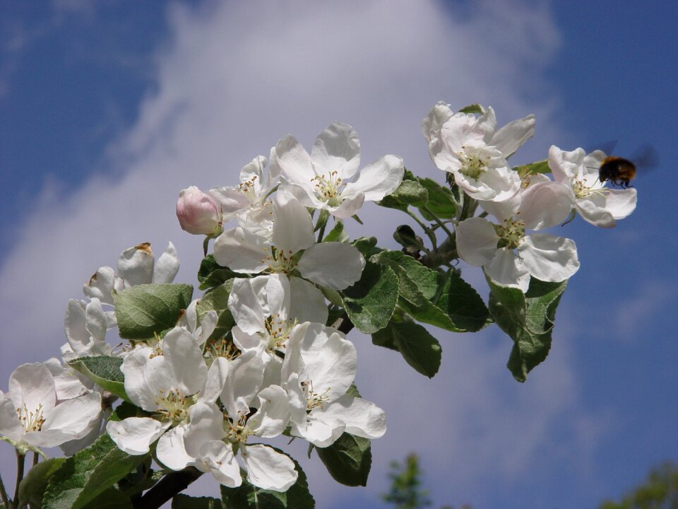 Branch apple blossom insect