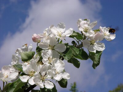 Branch apple blossom insect