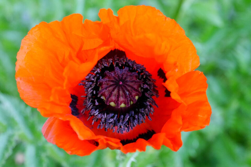 Bloom poppy flower plant