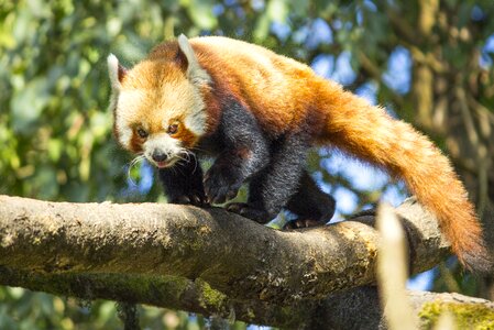 Nature animal