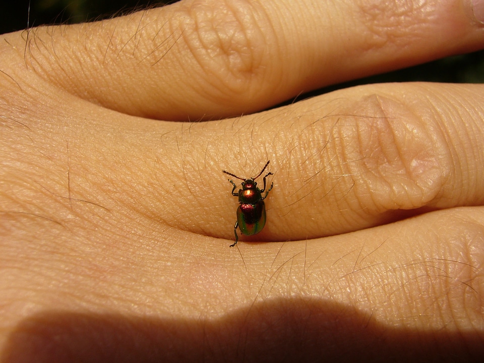Leaf beetle chrysomelidae colorful