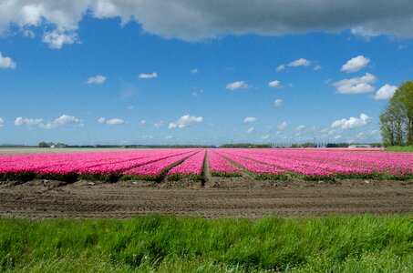 Holland netherlands flower photo