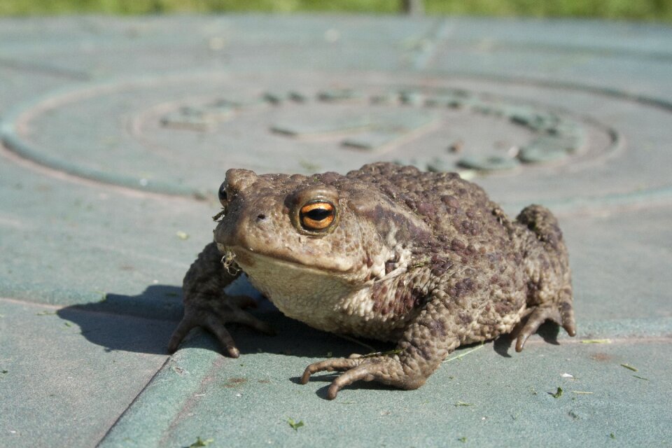 Frog closeup animals