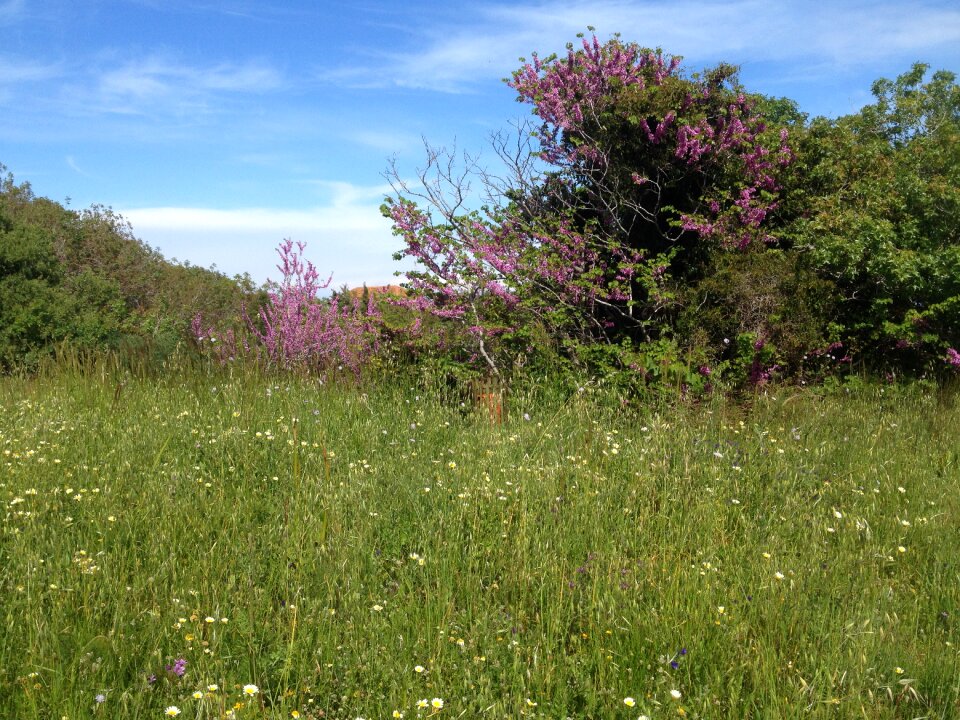 Summer meadow flowers himmel