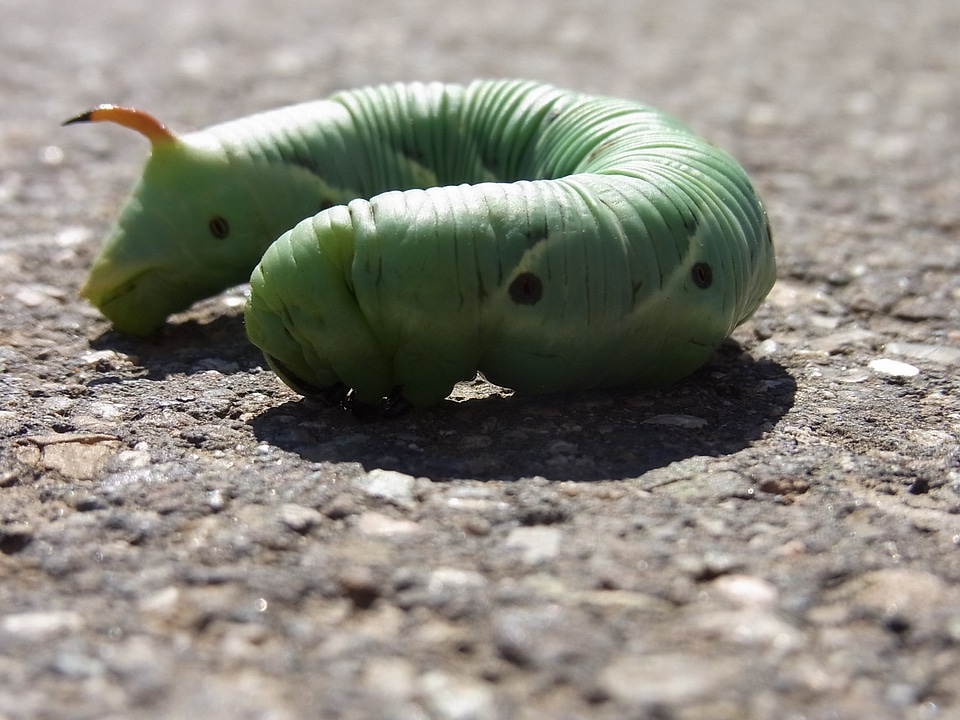 Agrius convolvuli insect animal