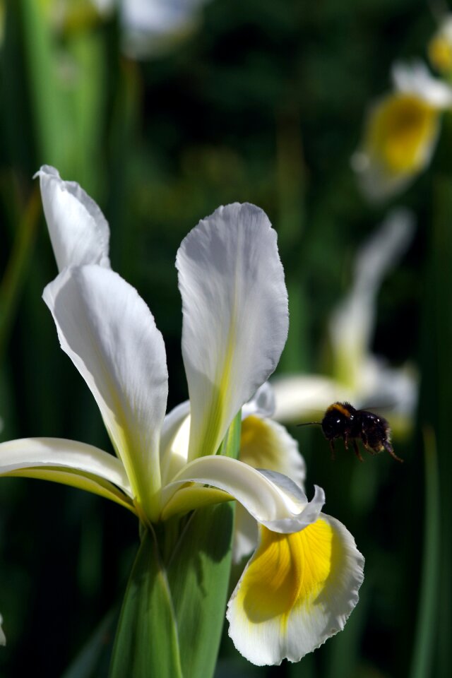 White garden outdoors