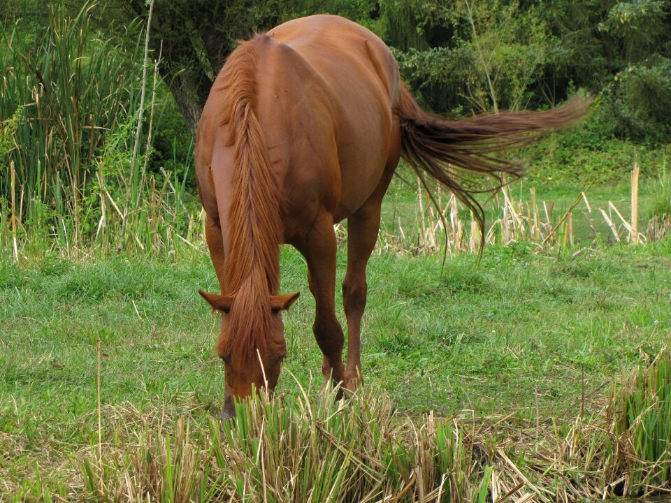 Horse prairie herbs