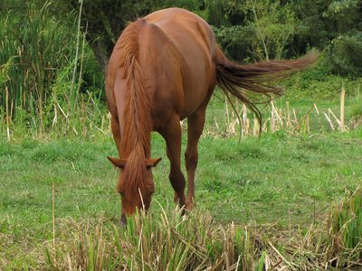 Horse prairie herbs