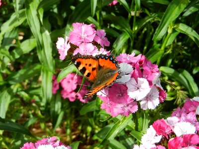 Flowers butterfly garden photo