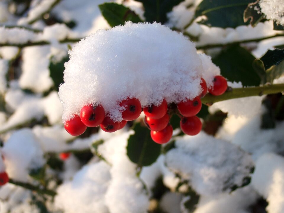 Red white cold