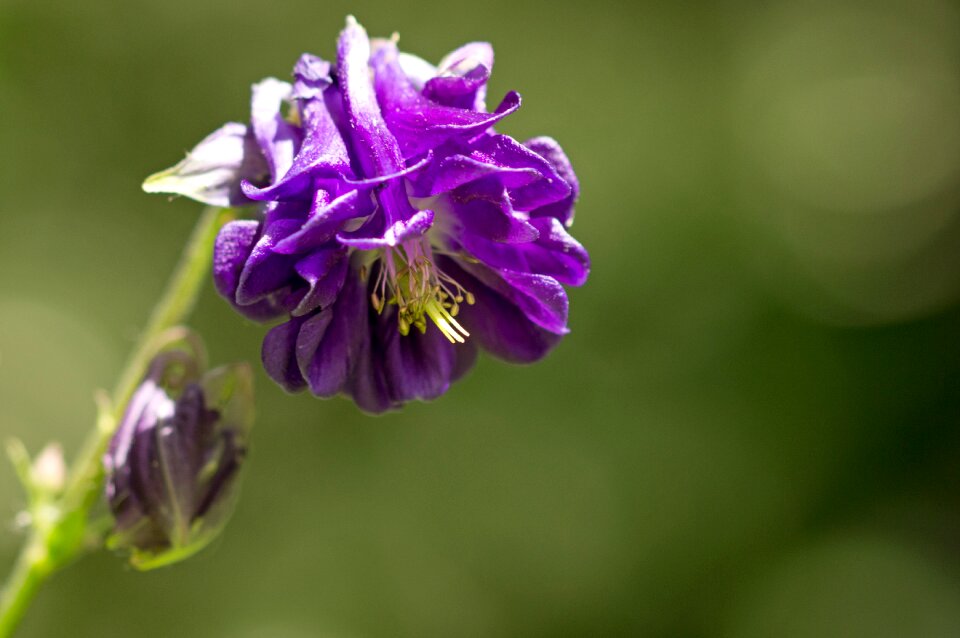 Plant granny's bonnet granny's nightcap