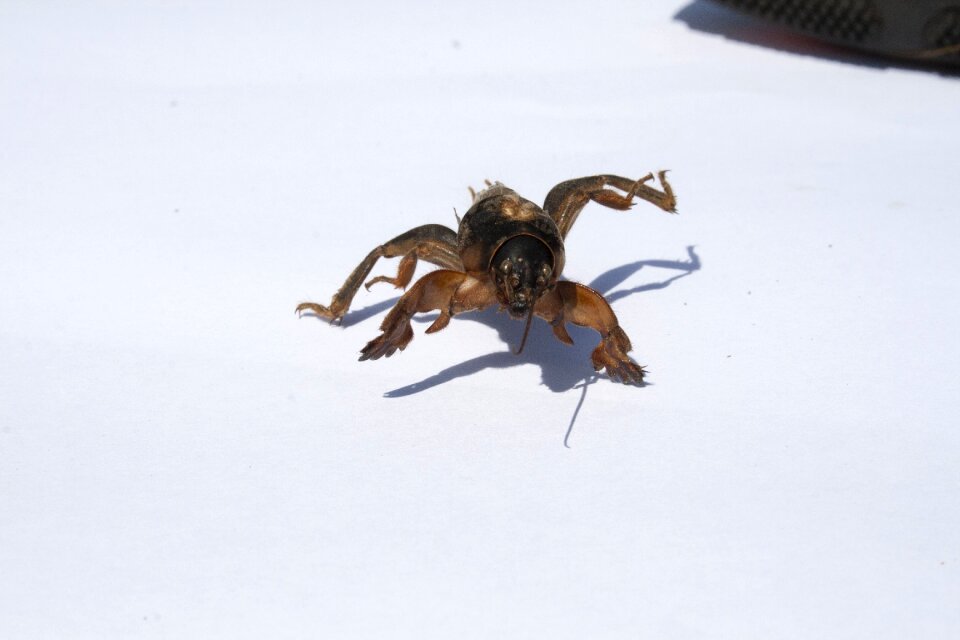 Insect pest kapustyanka