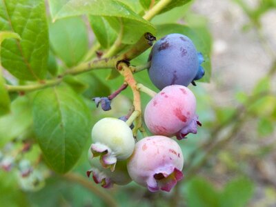 Blueberries garden fruit