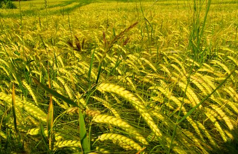 Yellowing of the barley grain table cultivars