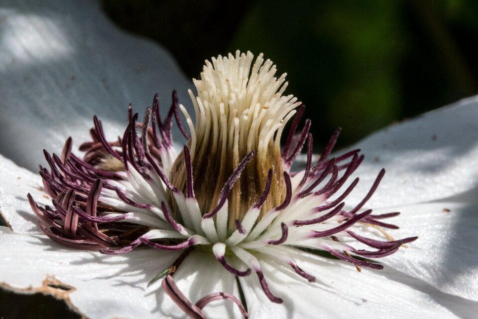 Macro flower nature