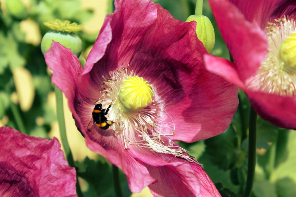 Flower insect nature