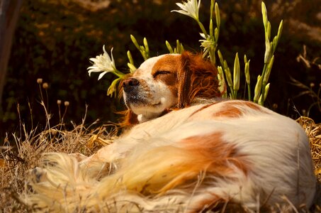Dog enjoy rest