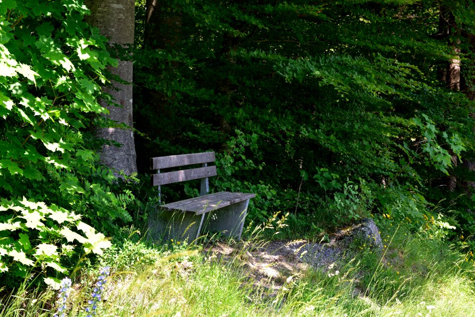 Nature rest shadow