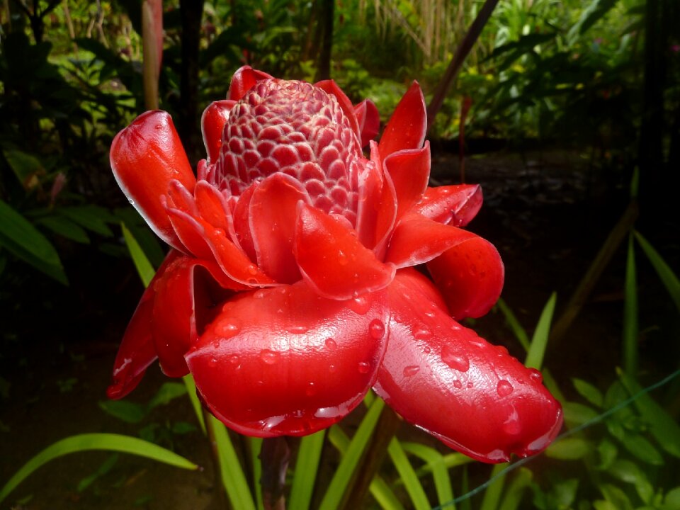 Flora caribbean exotic flower