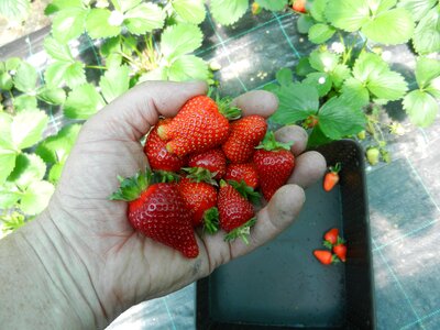 Fruit food sweet