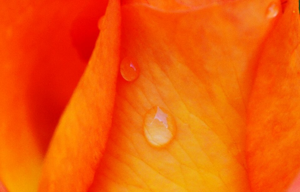 Drop of water hookah flower