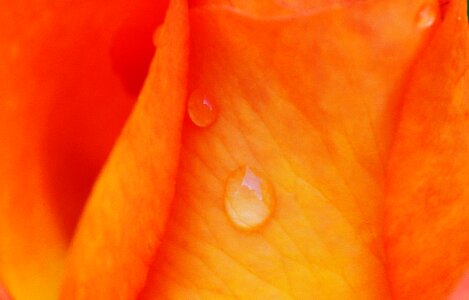 Drop of water hookah flower photo