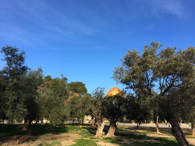 Temple olive