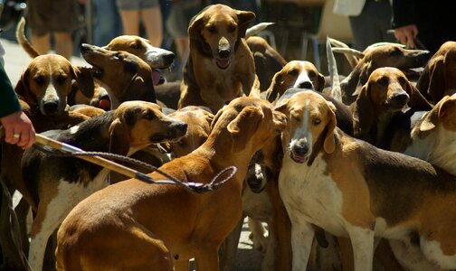 Hunting pack hunting with hounds