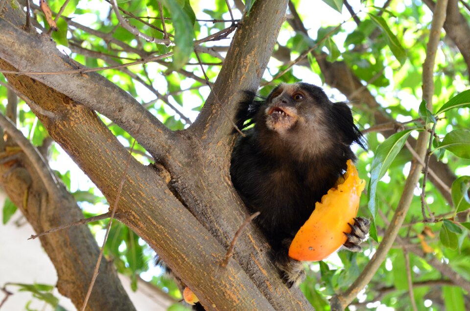Persimmon nature animal