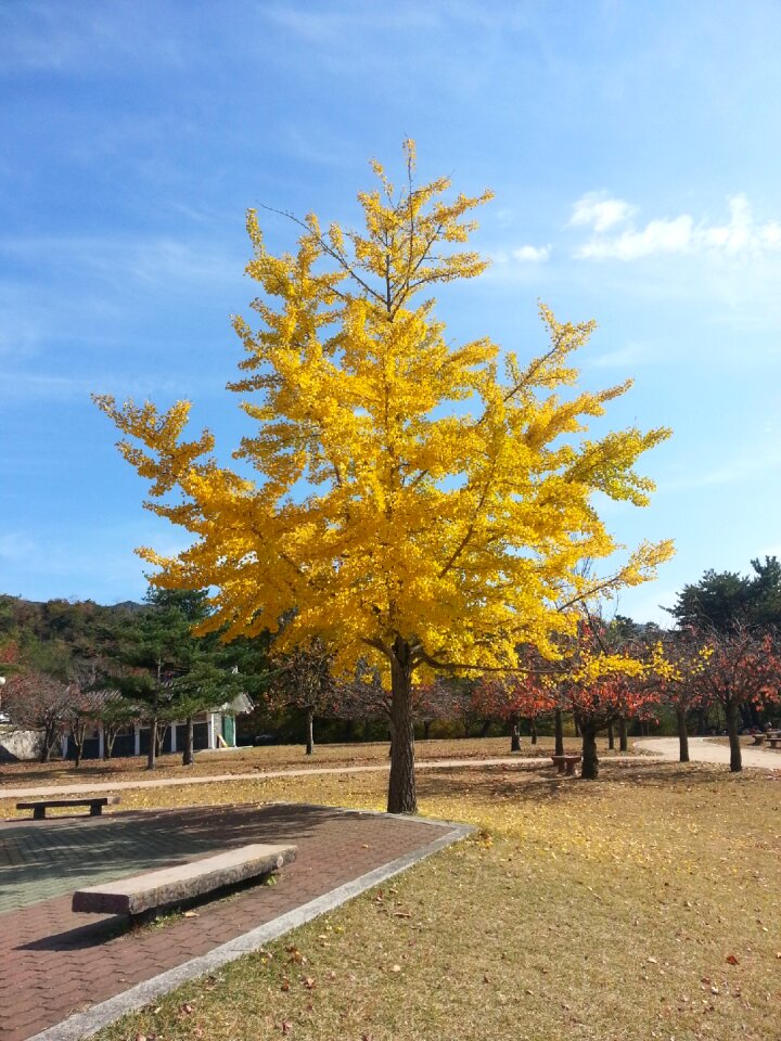 Wood park autumn