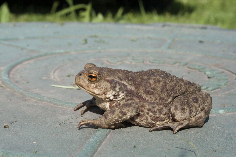 Frog closeup animals