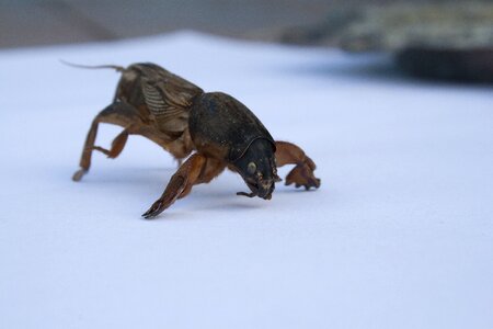 Insect pest kapustyanka